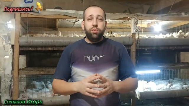 Асцит (Водянка) у Бройлеров! Откуда она Берется? Как с ней Бороться?