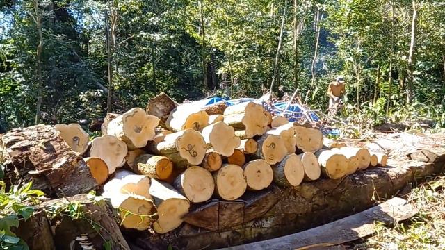 Развитие экопоселения. Расчистка территории, дойка коровы..