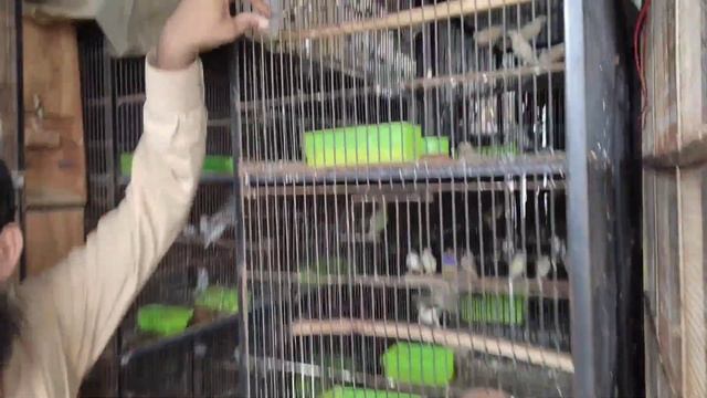 2000 pairs pied Dove || java finch || gouldian finch successful breeding tips @AbKhaliq95 смотреть онлайн