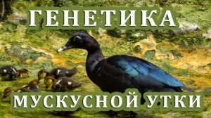 Генетика окрасов мускусных уток. ДЛЯ ЛЮБИТЕЛЕЙ МУСКУСОВ часть 2