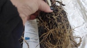 Распаковка посылки от Francen Hostas... пополнение моей коллекции хост 2022