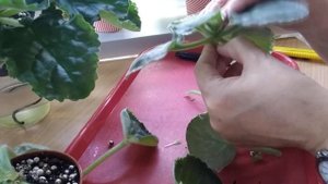 ФИАЛКИ./ Омоложение розетки./ РЕЖУ,НО НЕ ВЫБРАСЫВАЮ.