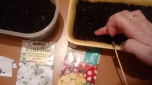 Сеем флоксы на рассаду