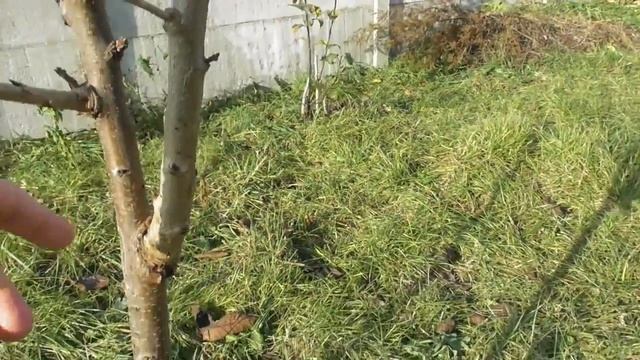 Результат весенней обрезки черешни осенью - от и до. Мой опыт