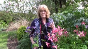 Aquilegia Care, How to Grow Granny's Bonnet /Columbines : 4 of 30, my month of perennials