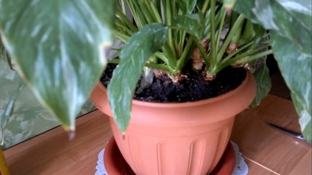 Спатифиллум Домино - Женское счастье Spathiphyllum Domino. Уход и размножение в домашних условиях.