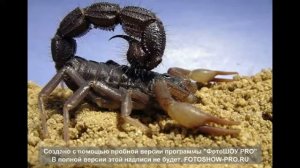 Топ-5 самых неприятных насекомых (Самые омерзительные мерзкие насекомые, паук, скорпион)