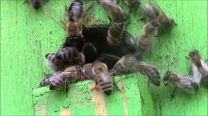 Пчелы носят пыльцу