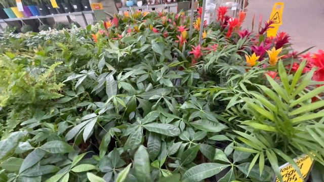 3 Home Depot Special Buys  BIG BOX Plant Shopping March 2022