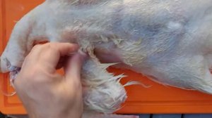 Ощип утки в перосьемной машине  МясТехМаш.