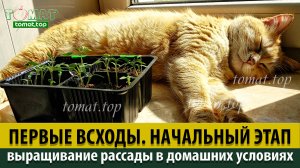 Выращивание рассады томатов в домашних условиях. Начальный этап. Первые всходы. Необходимые условия