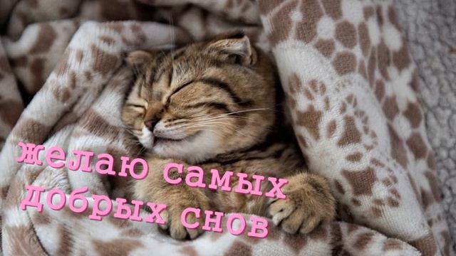 сладких снов, спокойной ночи!