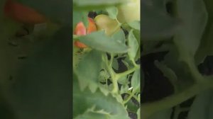 Томат: Сластена (Обзор 2) - 2023. ЛПХ "Стабильный урожай"