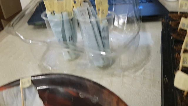 Баклажаны из своих семян - супер живучесть.17,02,2023!!! Но декабрь лучше :) смотреть онлайн