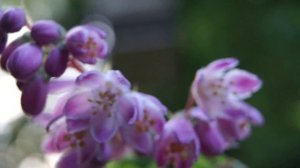Żylistek Strawberry Fields - Deutzia Strawberry Fields