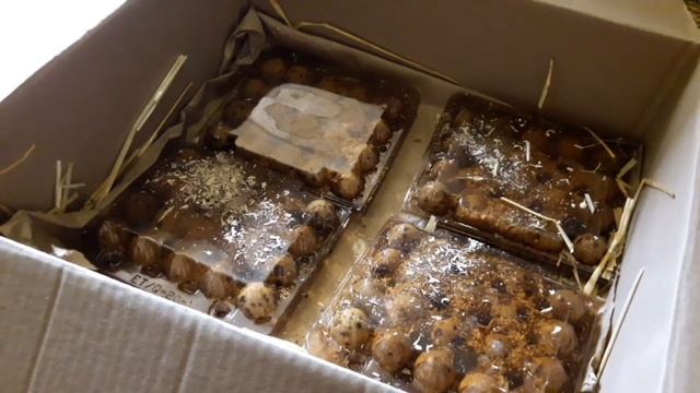 Упаковка Инкуб яйца перепелов. Отправка по Украине почтой. Купить инкуб яйцо перепелов. смотреть онлайн