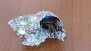Адриатический краб в ракушке. Краб отшельник