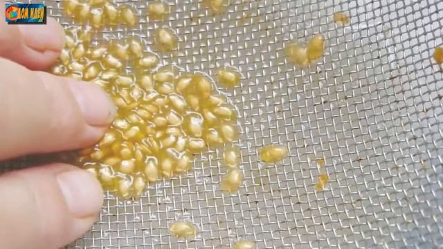 Как проверить семена на всхожесть перед посадкой смотреть онлайн