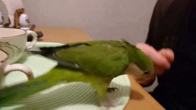 Рустик - антидепрессант #калита #монах #квакер #попугай смотреть онлайн