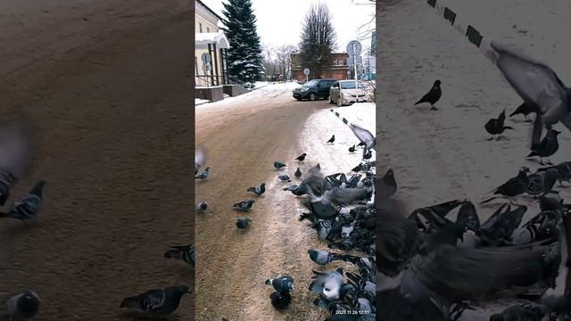 Киржач, центр города, кормление голубей на площади Ленина.