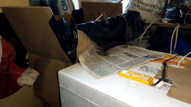 Цыплята еще не вылупились, но уже пищат. Ждём первых в этом году цыплят