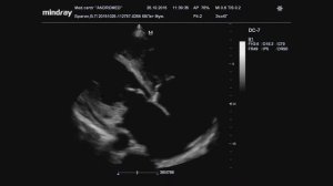 Мне моя родная