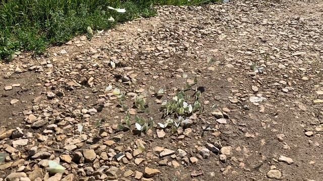 Изумительный полёт бабочек Лето Цветы Луга