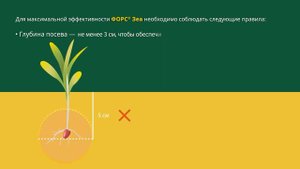 Защита семян кукурузы от проволочника