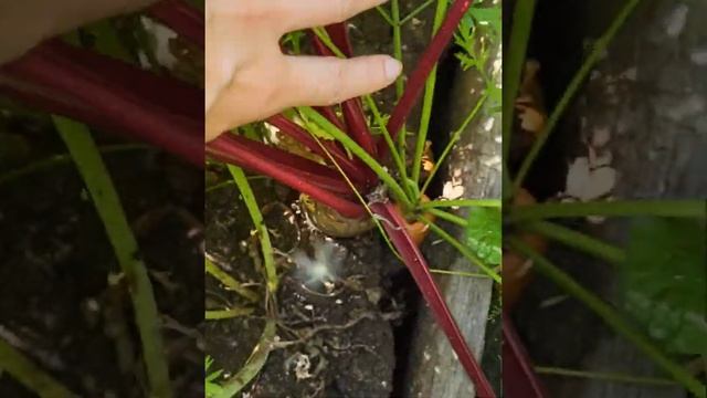 Когда и как убирать морковь и свеклу. Как сохранить зимой