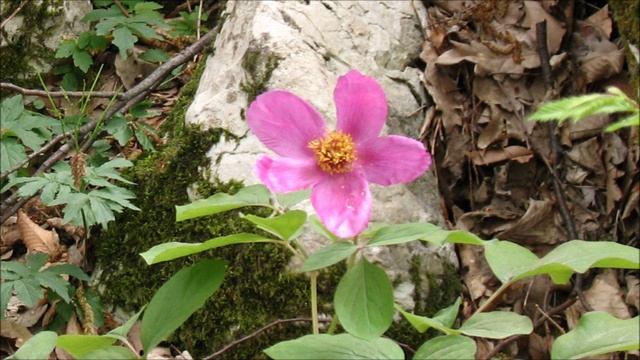 Гуру Сергей Бугаев - Шикша и дикша