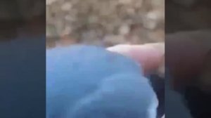 Снегирь алкаш