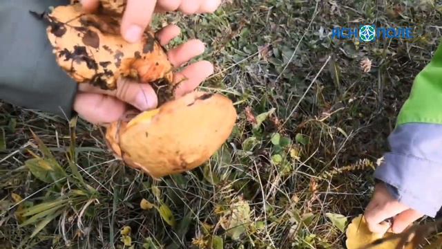 Осеннее равноденствие. Алтай 2021 (по местам силы с ЯСНаПолем)