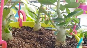 Пересадка Мини Адениума и 5 Месячные Сеянцы.??Ссылка на канал ElenS под видео.