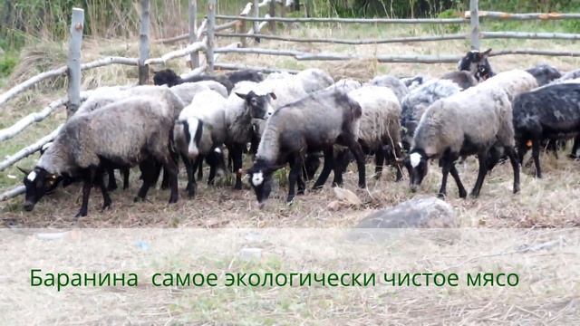 Баранина самое экологически чистое мясо. смотреть онлайн