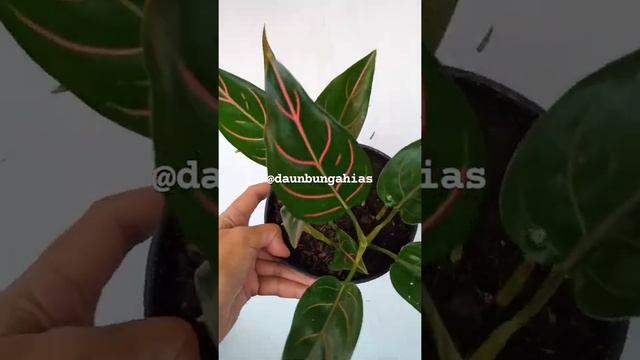 Aglaonema Rotundum Aceh Endemic