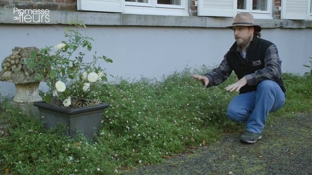 Coup de coeur d'Olivier : Erigeron karvinskianus смотреть онлайн