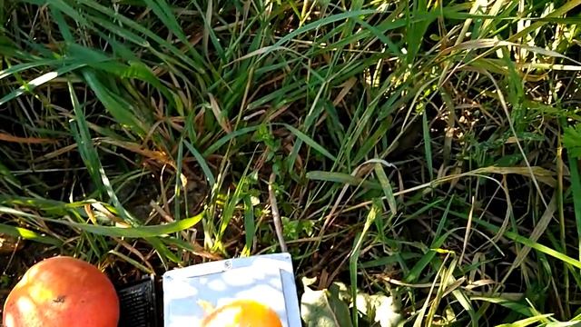 Абрикос Петровский смотреть онлайн