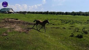 Пашторы. ХМАО. Белоярский район. Юбилей.