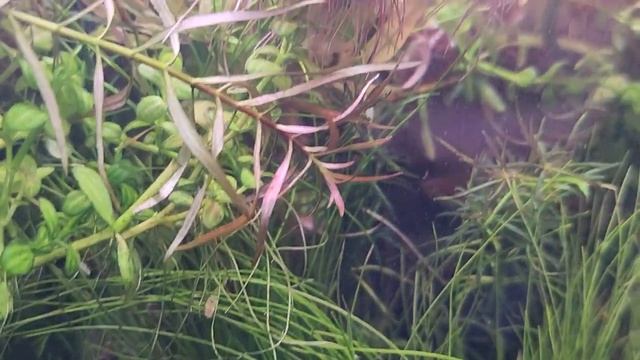 The Aquarium Plant That Flowers Purple! Lindernia Rotundifolia. An Easy, A Low Light, Stem Plant. смотреть онлайн