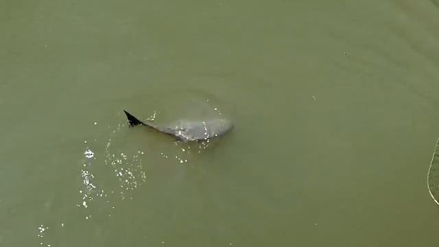 Рыбалонька в Таиланде, пресноводные монстры смотреть онлайн