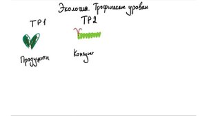 Трофические уровни. Пищевые цепочки. ЕГЭ БИОЛОГИЯ