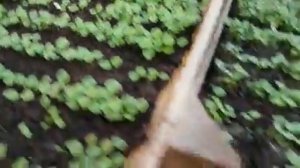 ДЕЛЬФИНИУМ выращивание дельфиниума.ВАЖНО посадка и уход.посадка дельфиниум.mp4