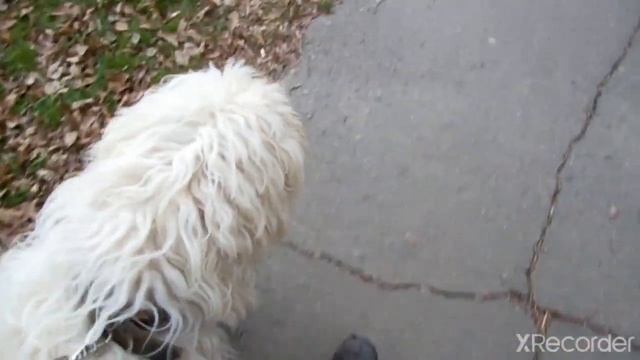 Волкодавы на улицах города. Как социализировать собак. Южнорусские овчарки. смотреть онлайн