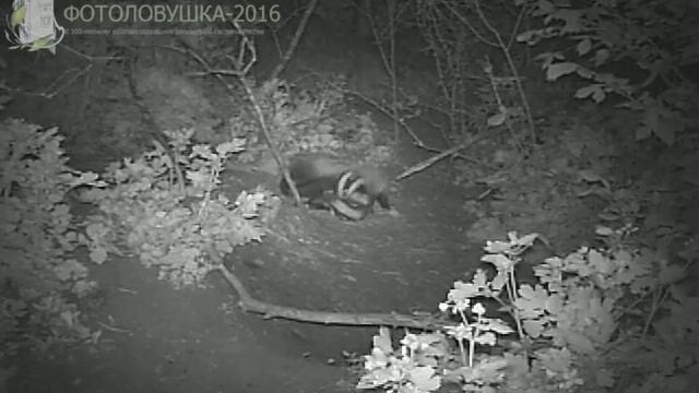 ID884/Хопёрский заповедник/Хищники/Игры самки барсука со щенком смотреть онлайн