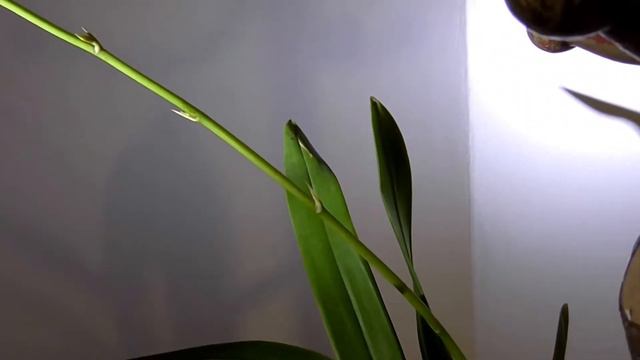 Oncidium Gower Ramsey Orange. смотреть онлайн