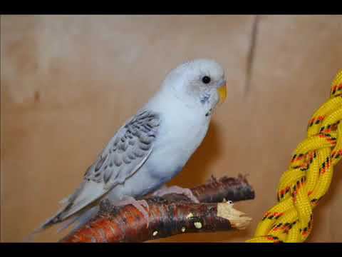 Расслабляющие звуки пения попугаев 1 час. singing parrots смотреть онлайн
