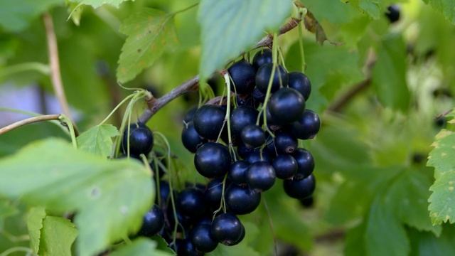 СЫПЬТЕ ПОД СМОРОДИНУ ВЕСНОЙ ЭТО И СОБЕРЁТЕ ОЧЕНЬ МНОГО СМОРОДИНЫ КАК НИКОГДА РАНЬШЕ!