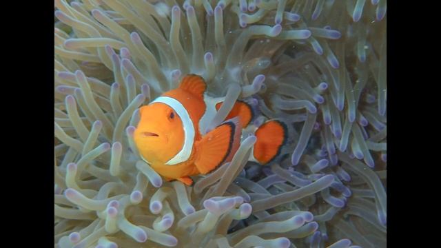 OLYMPUS tough tg-6 の防水カメラが超よかった！【おすすめの防水カメラ】 смотреть онлайн