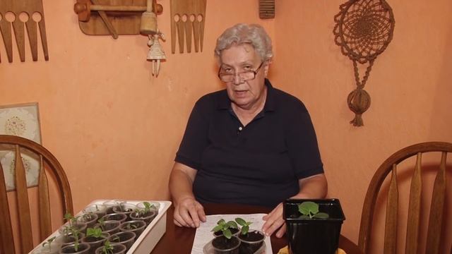 Голова садовая - Кладоспориоз  или бурая пятнистость, оливковая пятнистость
