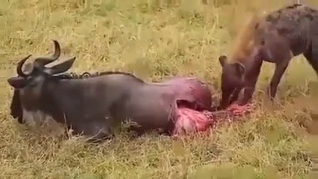 Самое жестокое животное, слабонервным не смотреть смотреть онлайн